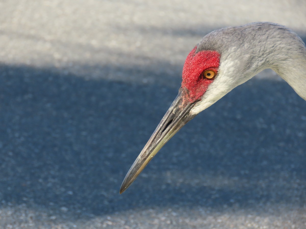 Sandhill Crane - ML444534961