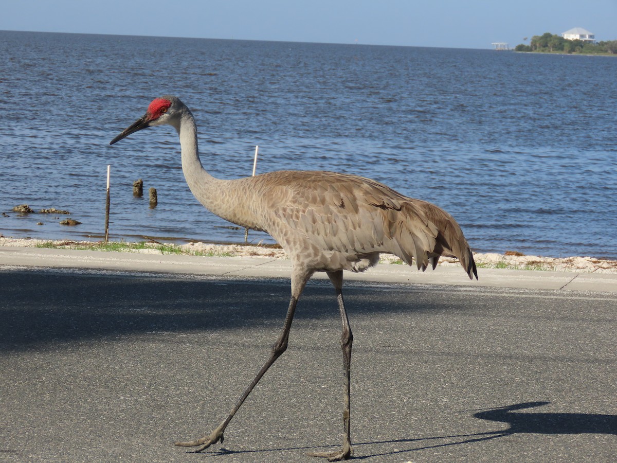 Sandhill Crane - ML444535581