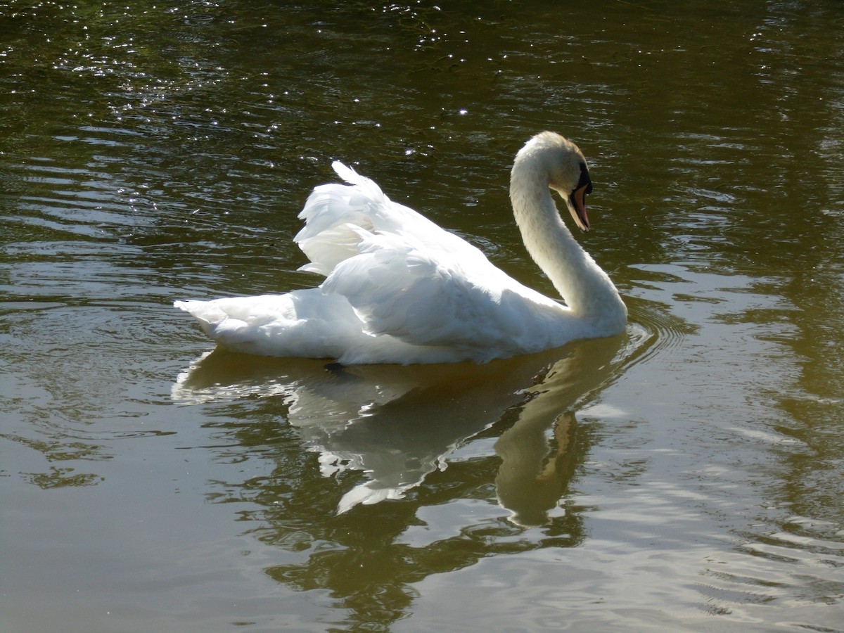 Mute Swan - ML44453651