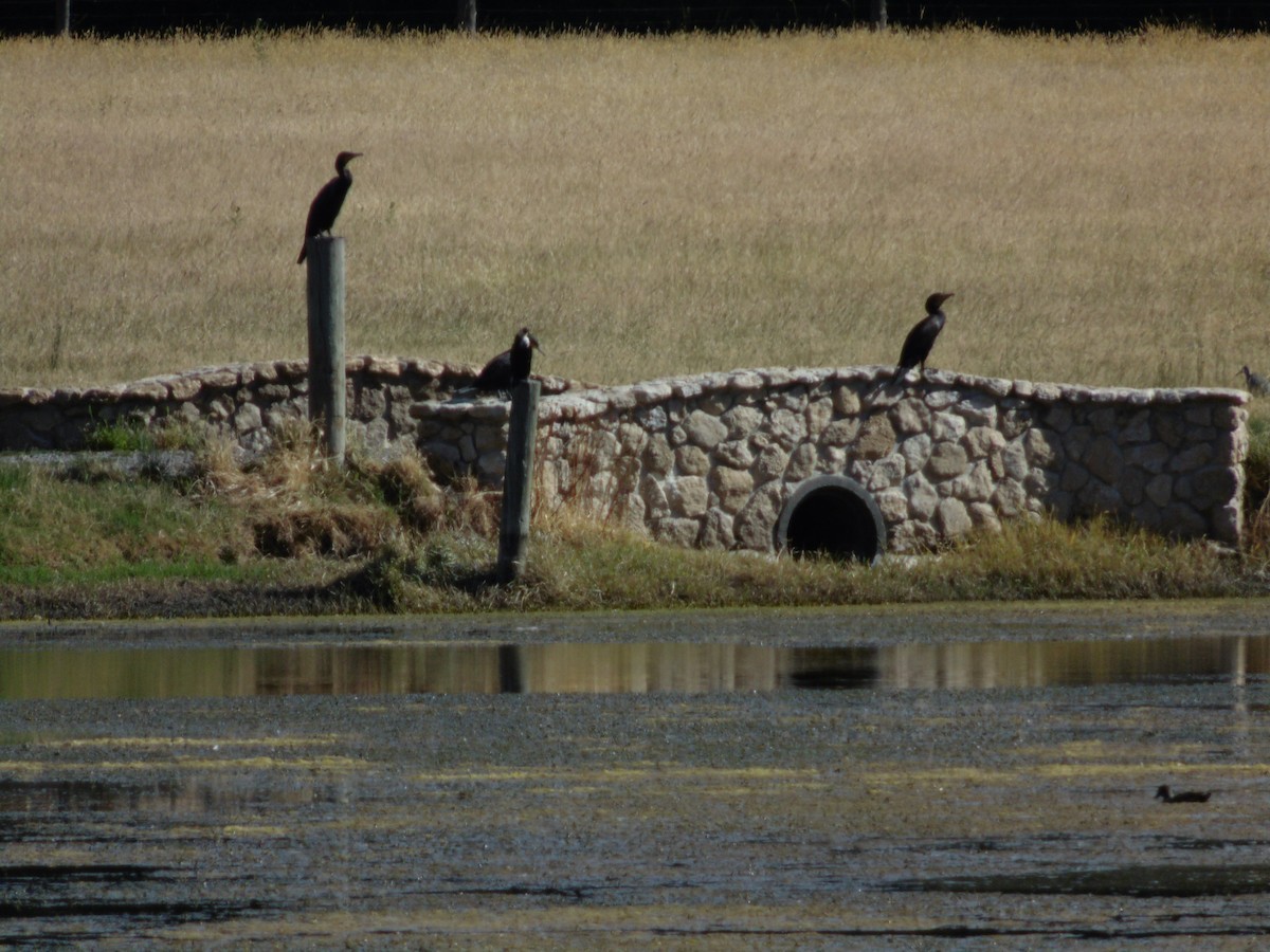 Great Cormorant - ML44453691