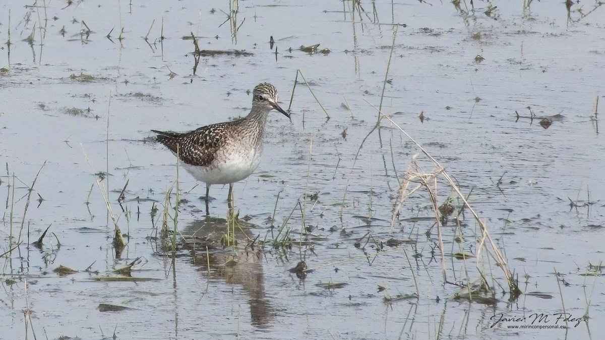 Wood Sandpiper - ML444537801