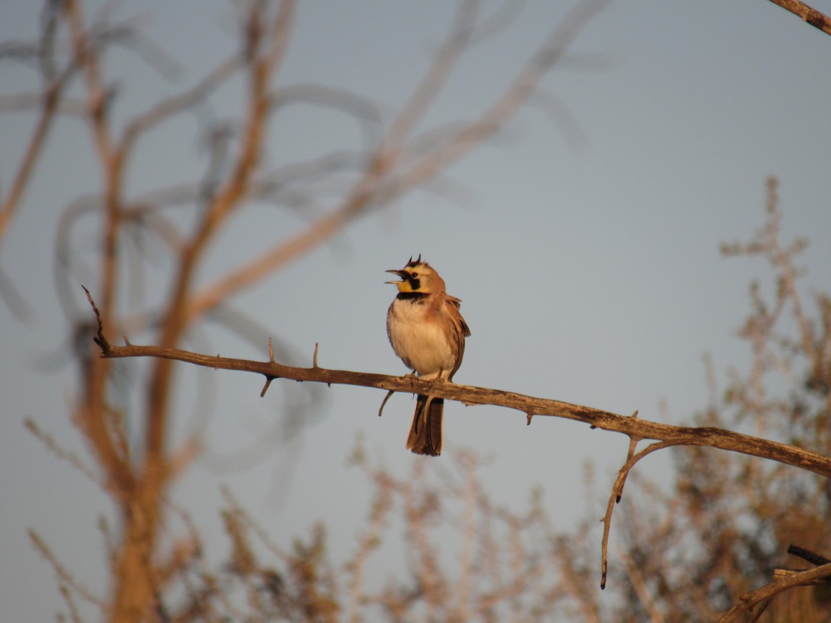 Horned Lark - ML444538051