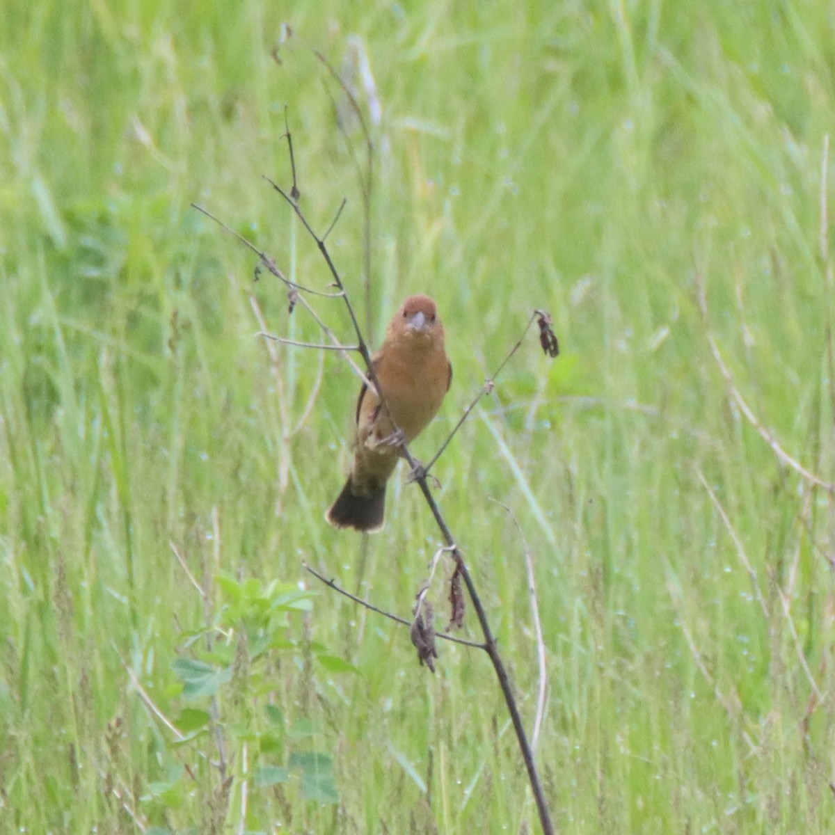 Blue Grosbeak - David Lehner