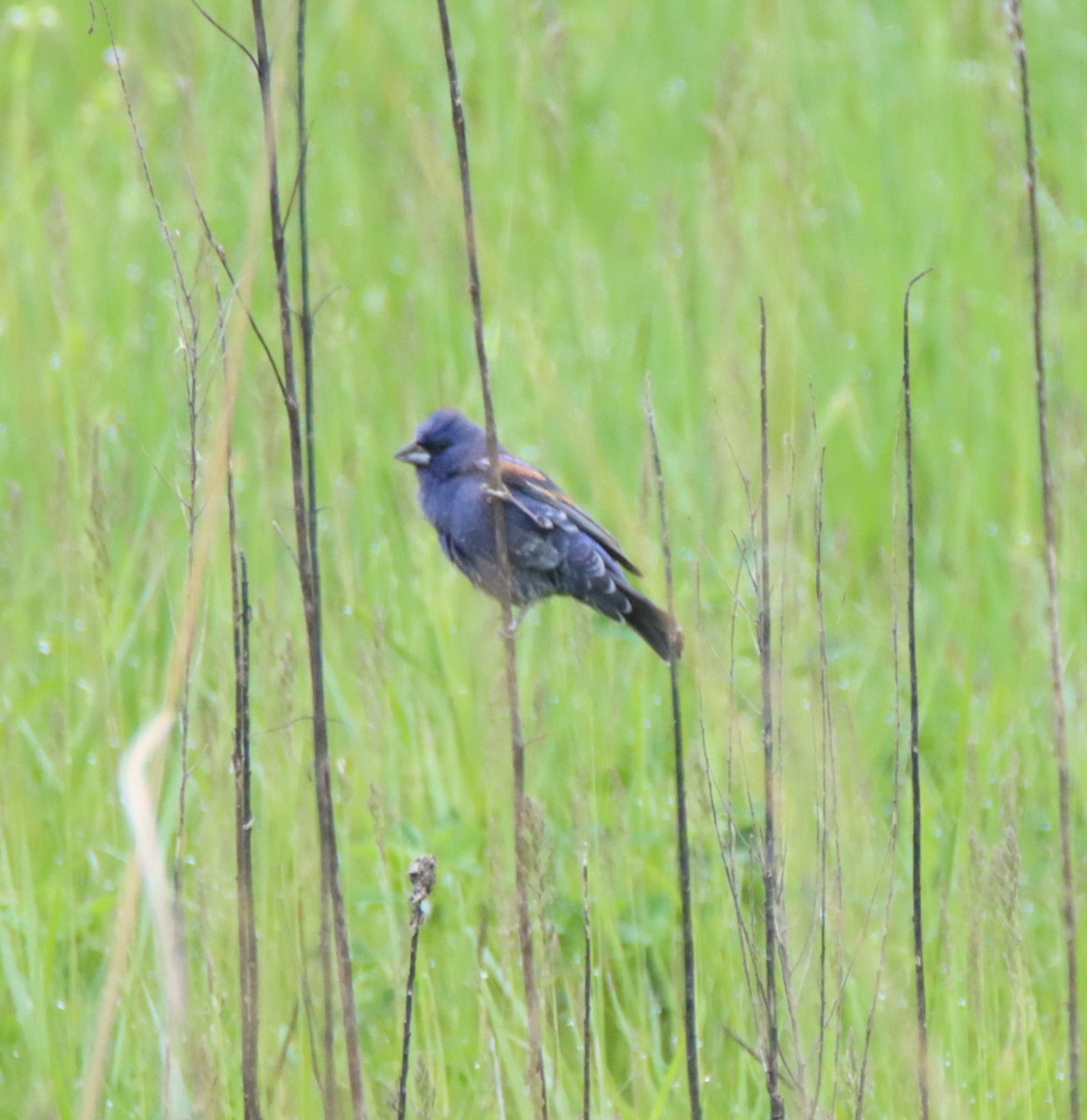 Blue Grosbeak - David Lehner