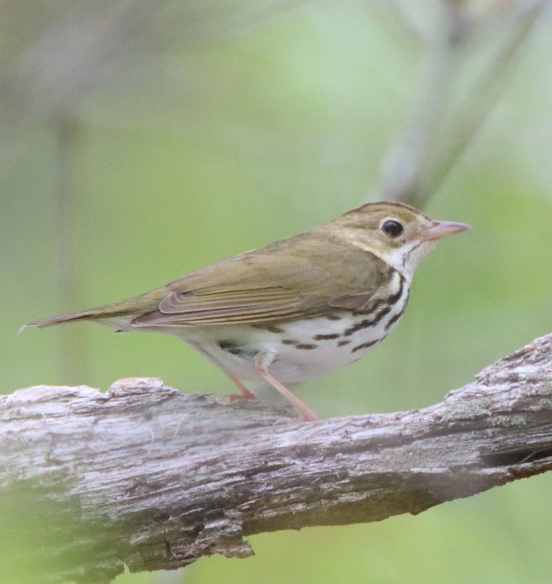 Ovenbird - David Lehner