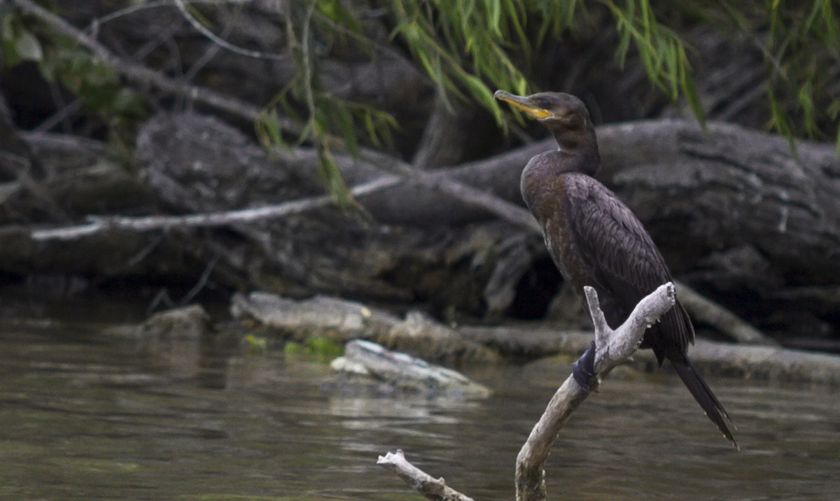 Neotropic Cormorant - ML444540781