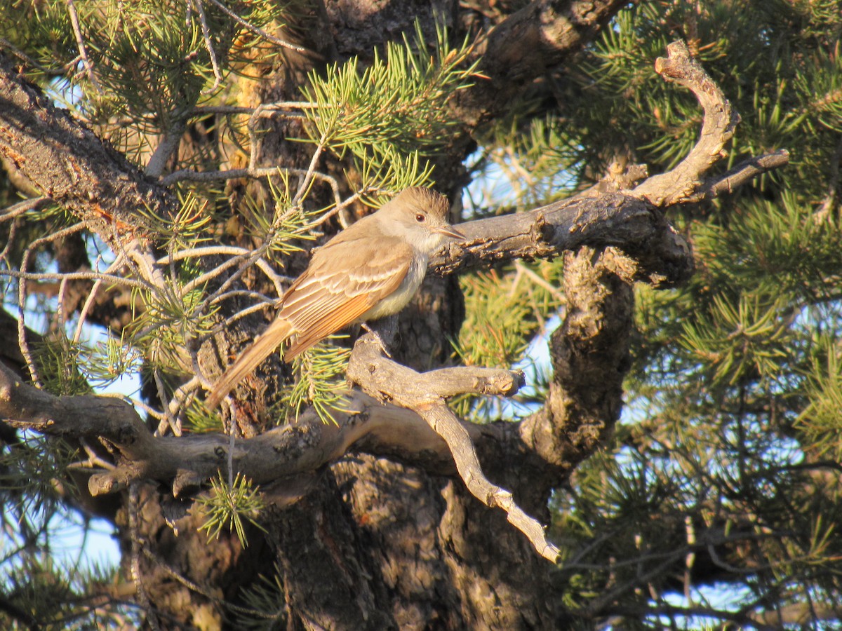 Ash-throated Flycatcher - ML444540801