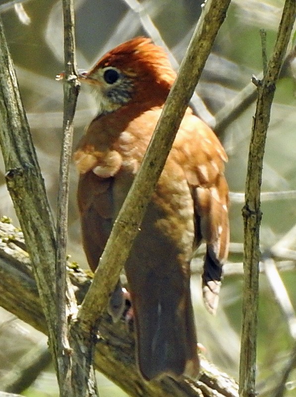 קיכלי יערות - ML444541061