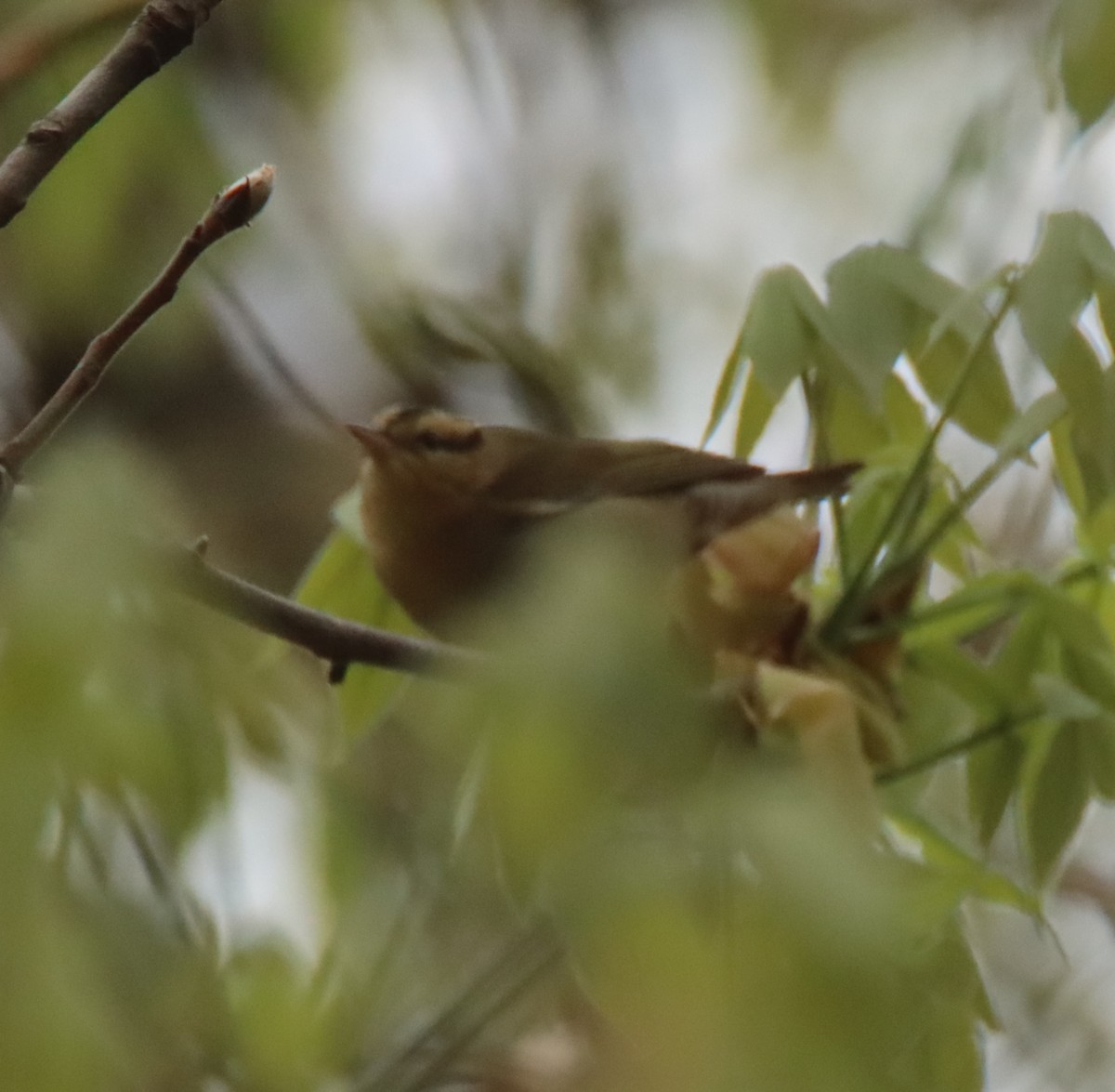 Worm-eating Warbler - David Lehner