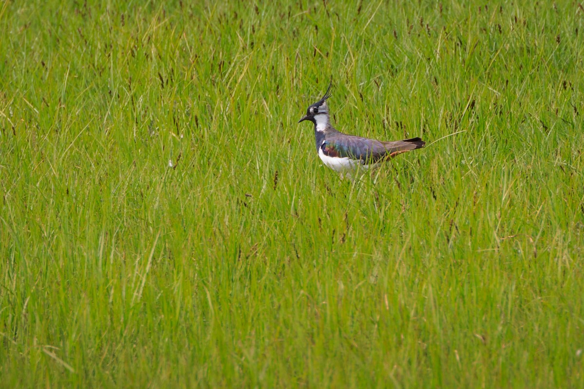 Northern Lapwing - ML444543351