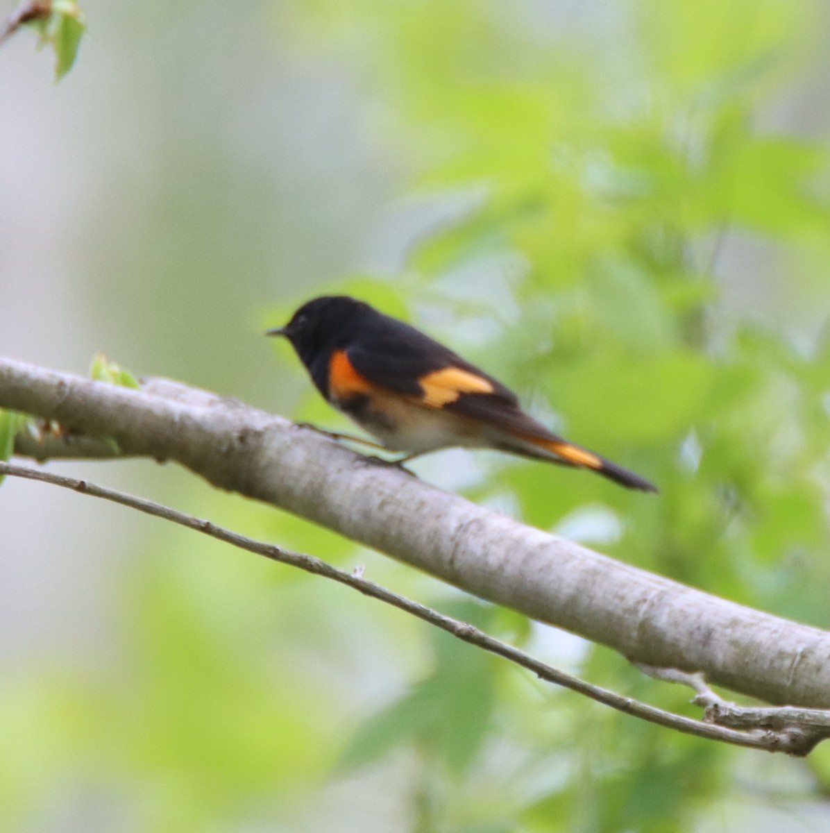 American Redstart - David Lehner