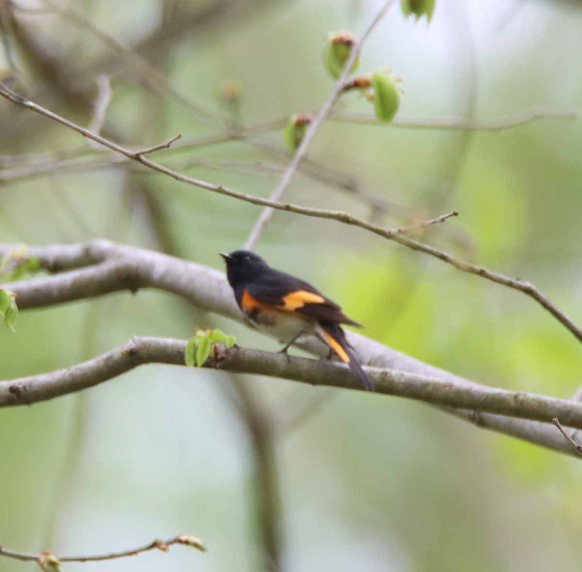 American Redstart - David Lehner