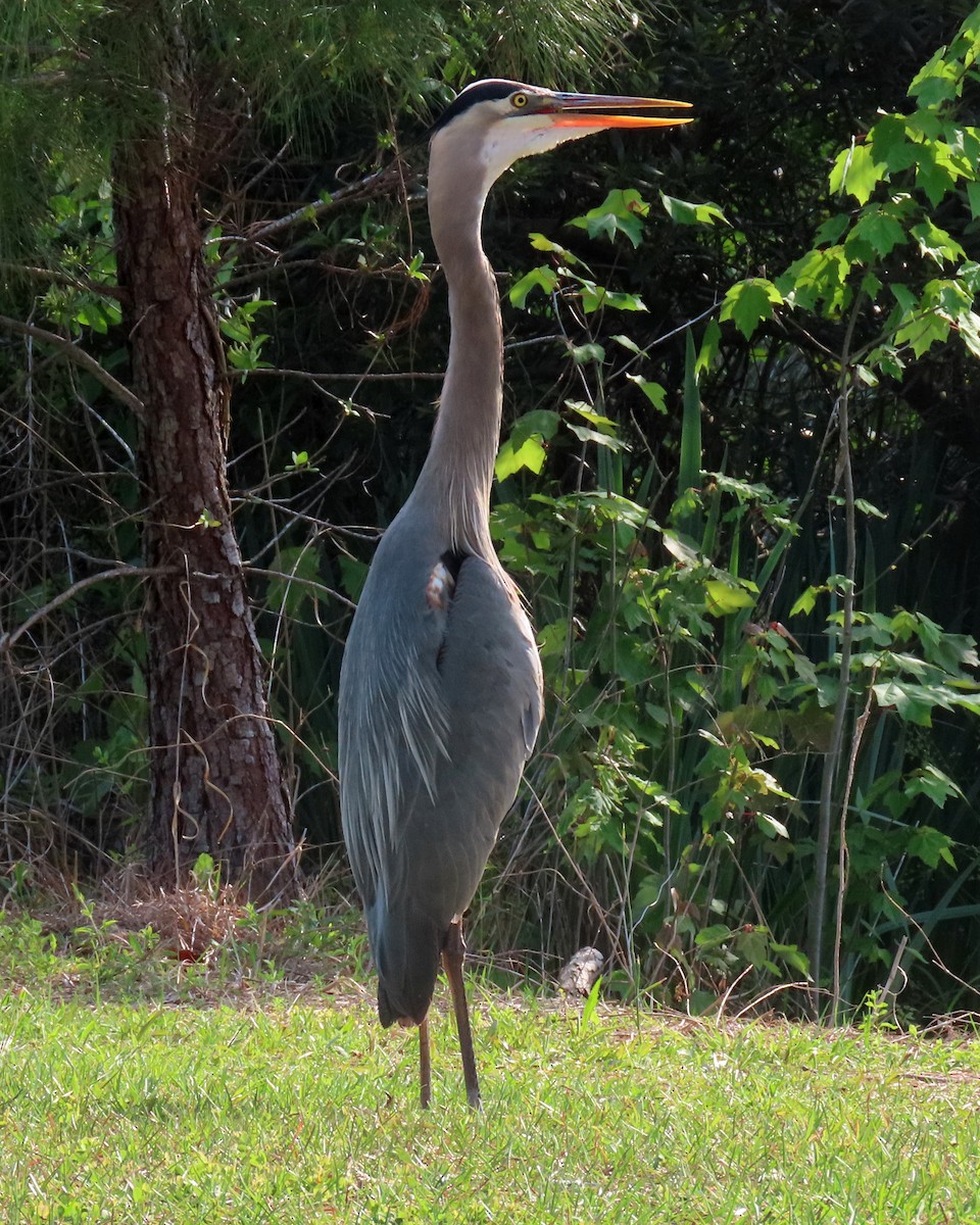 Great Blue Heron - ML444543971