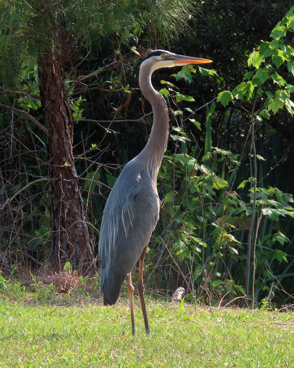 Great Blue Heron - ML444543981