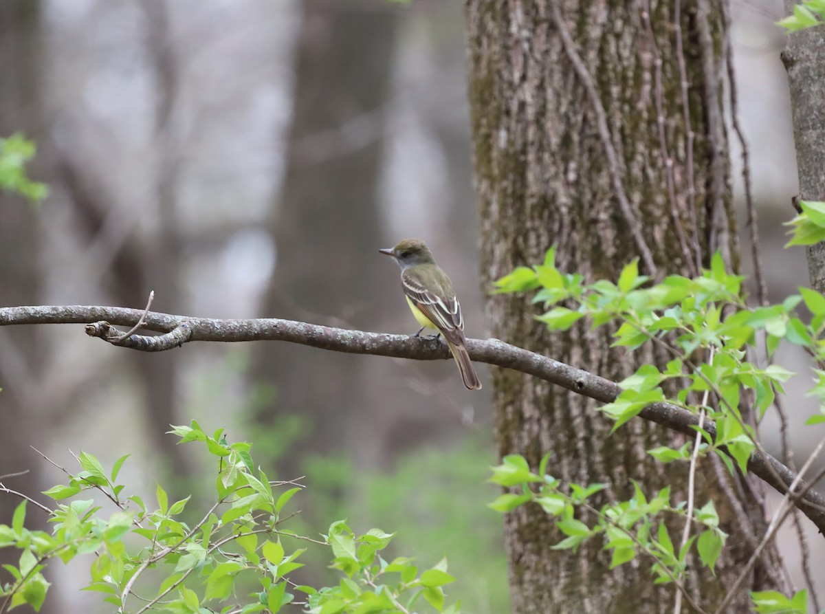 Great Crested Flycatcher - ML444545071