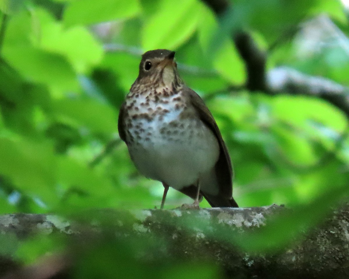 Swainson's Thrush - ML444545101