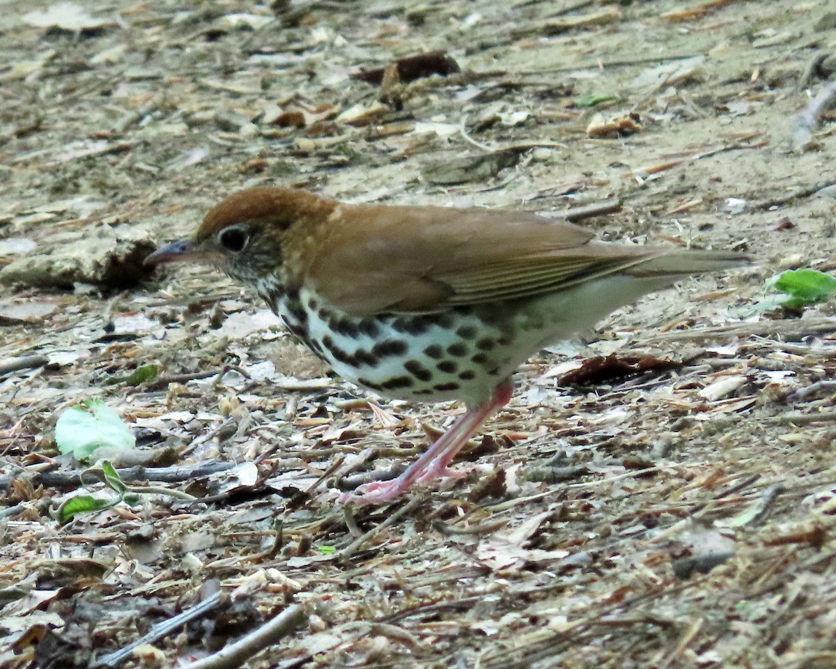 Wood Thrush - Karen Hogan