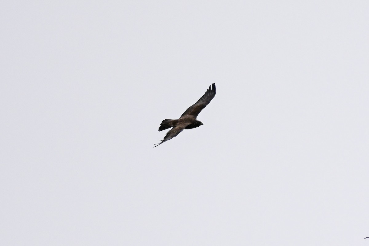 Swainson's Hawk - Mike Charest