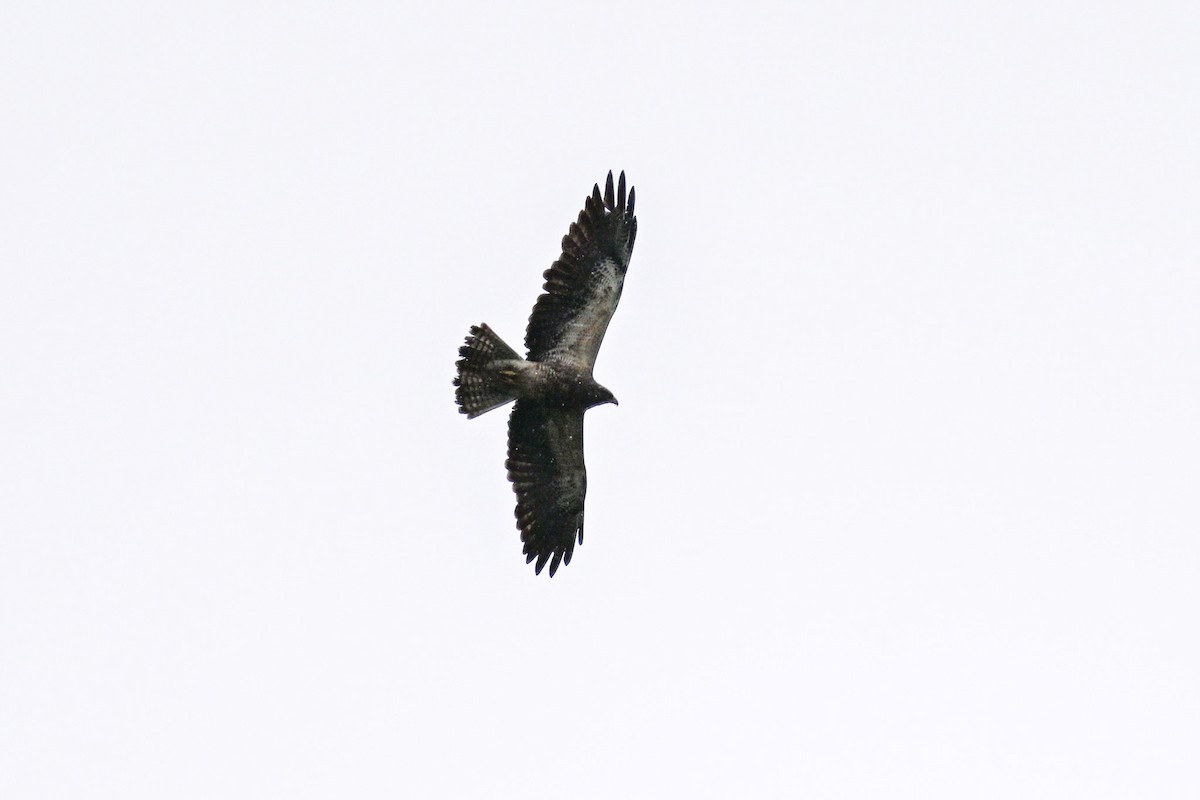 Swainson's Hawk - Mike Charest