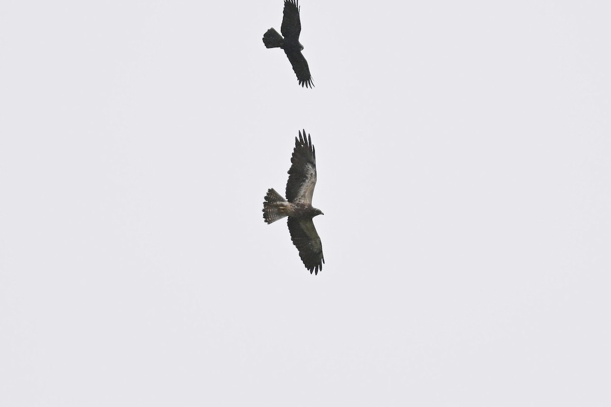 Swainson's Hawk - ML444545931