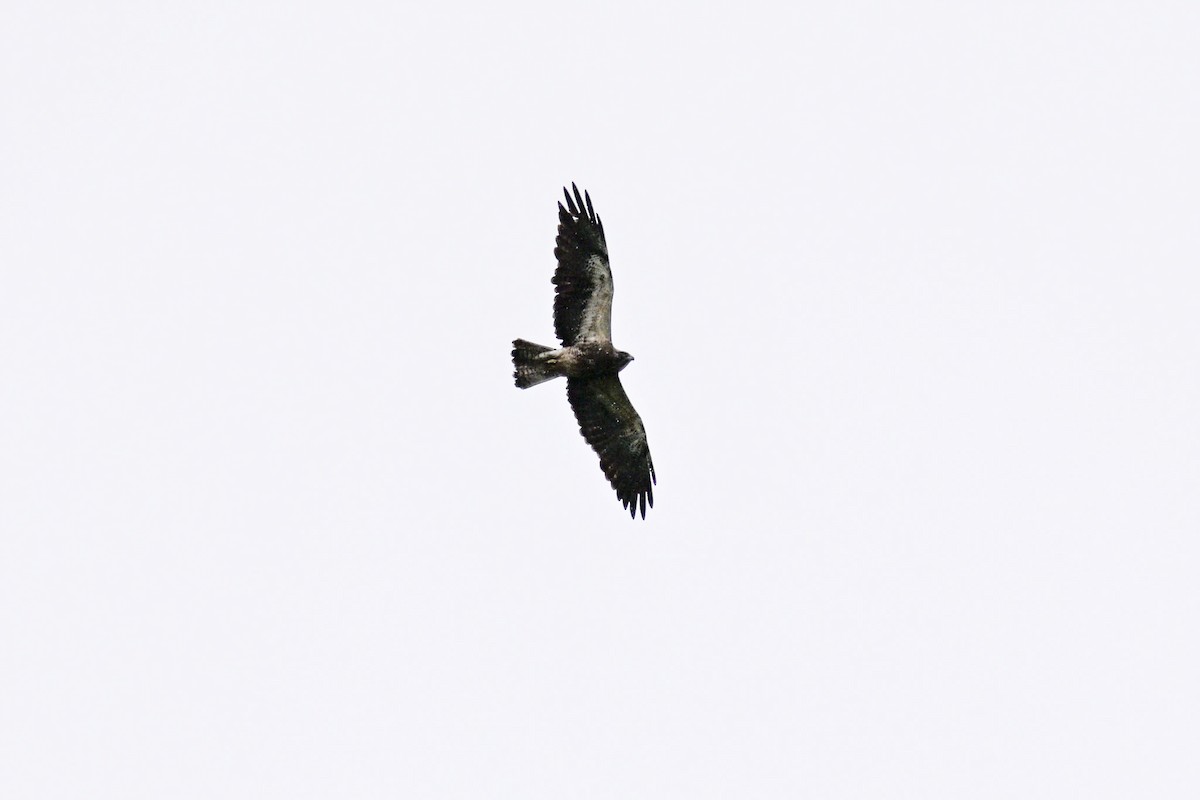 Swainson's Hawk - Mike Charest