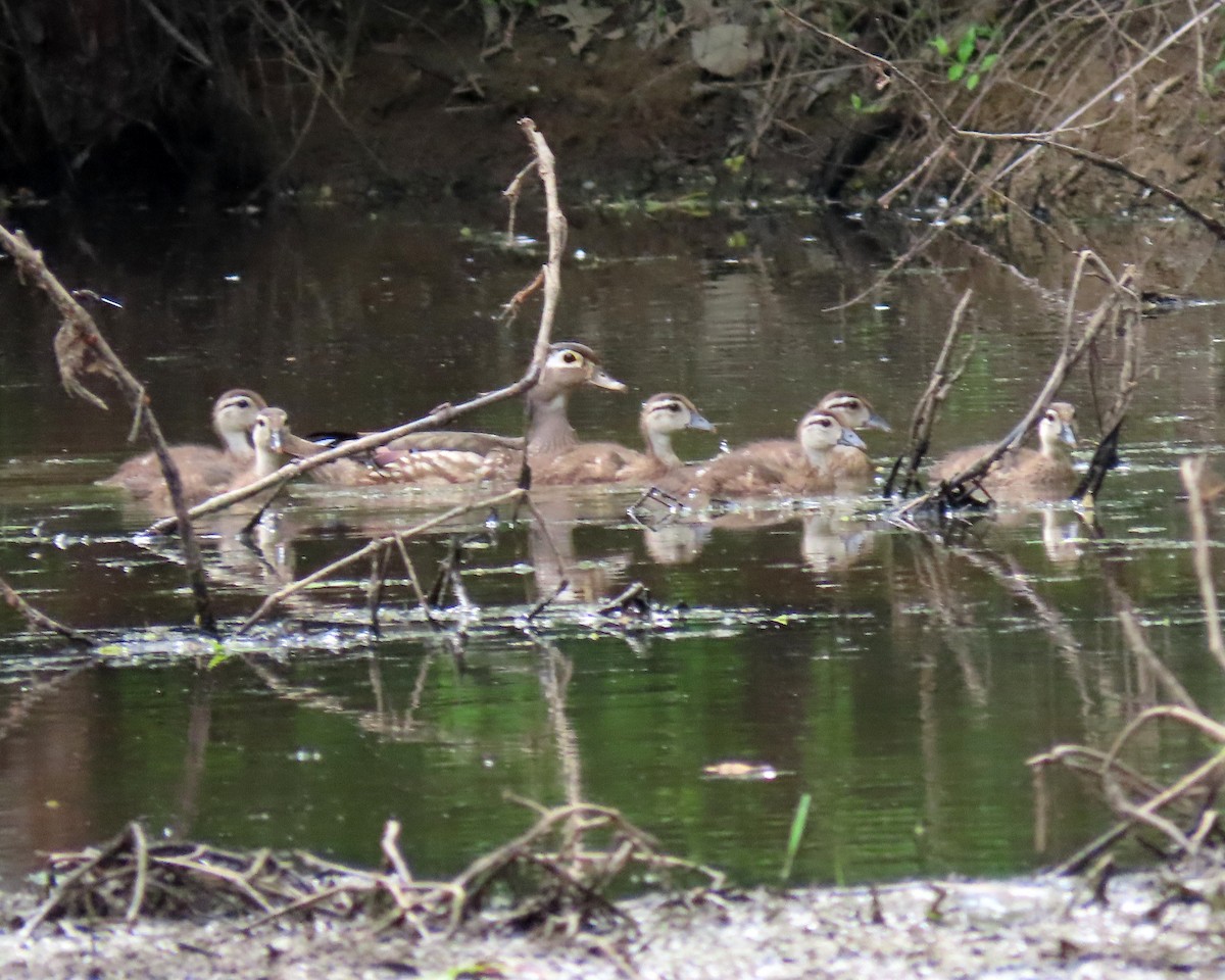 Wood Duck - ML444546301