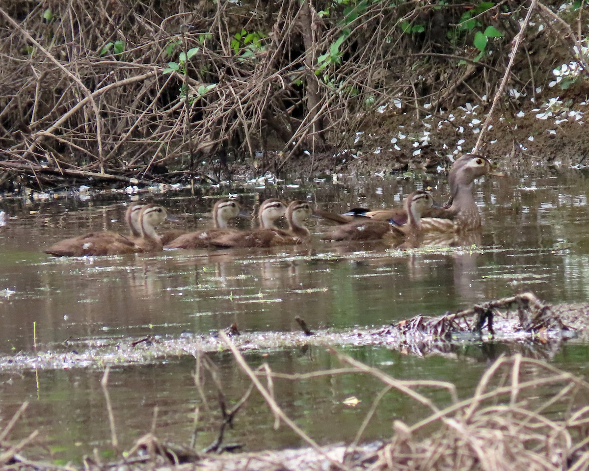 Wood Duck - ML444546331