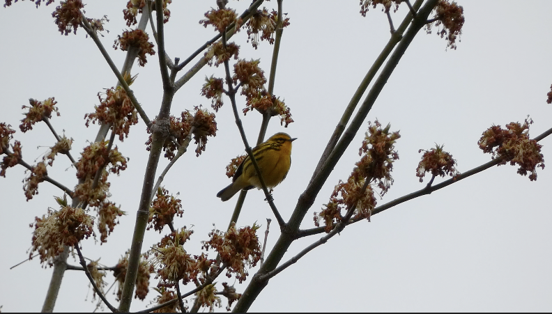 Prairie Warbler - ML444546351