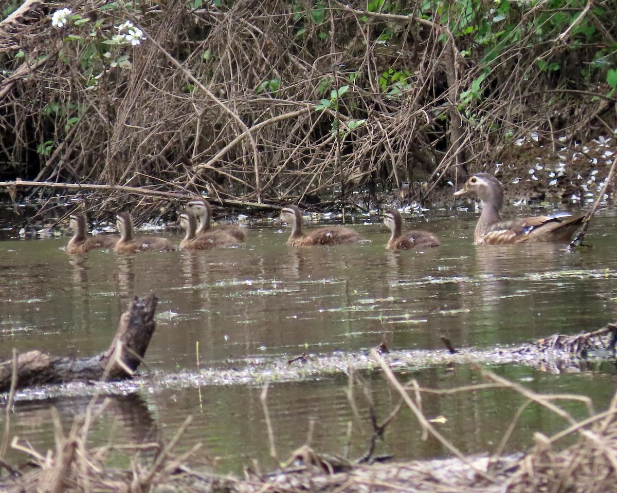 Wood Duck - ML444546471