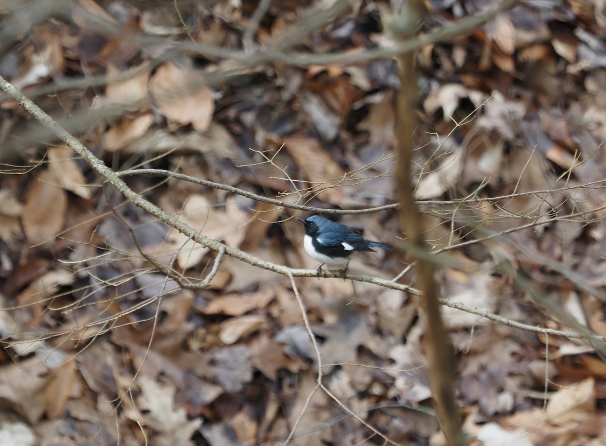 Black-throated Blue Warbler - Linda Gilbert