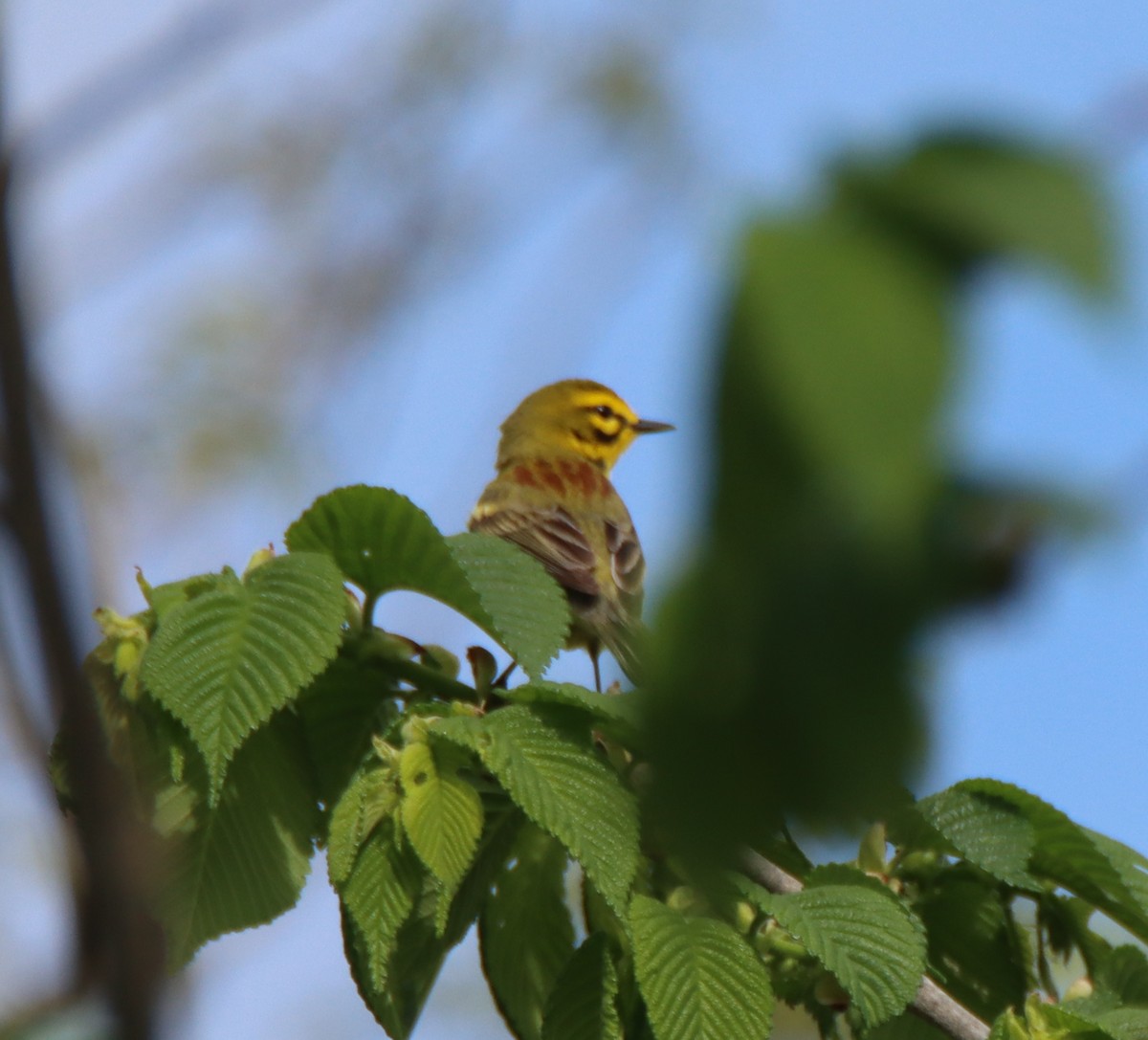 Prairie Warbler - David Lehner