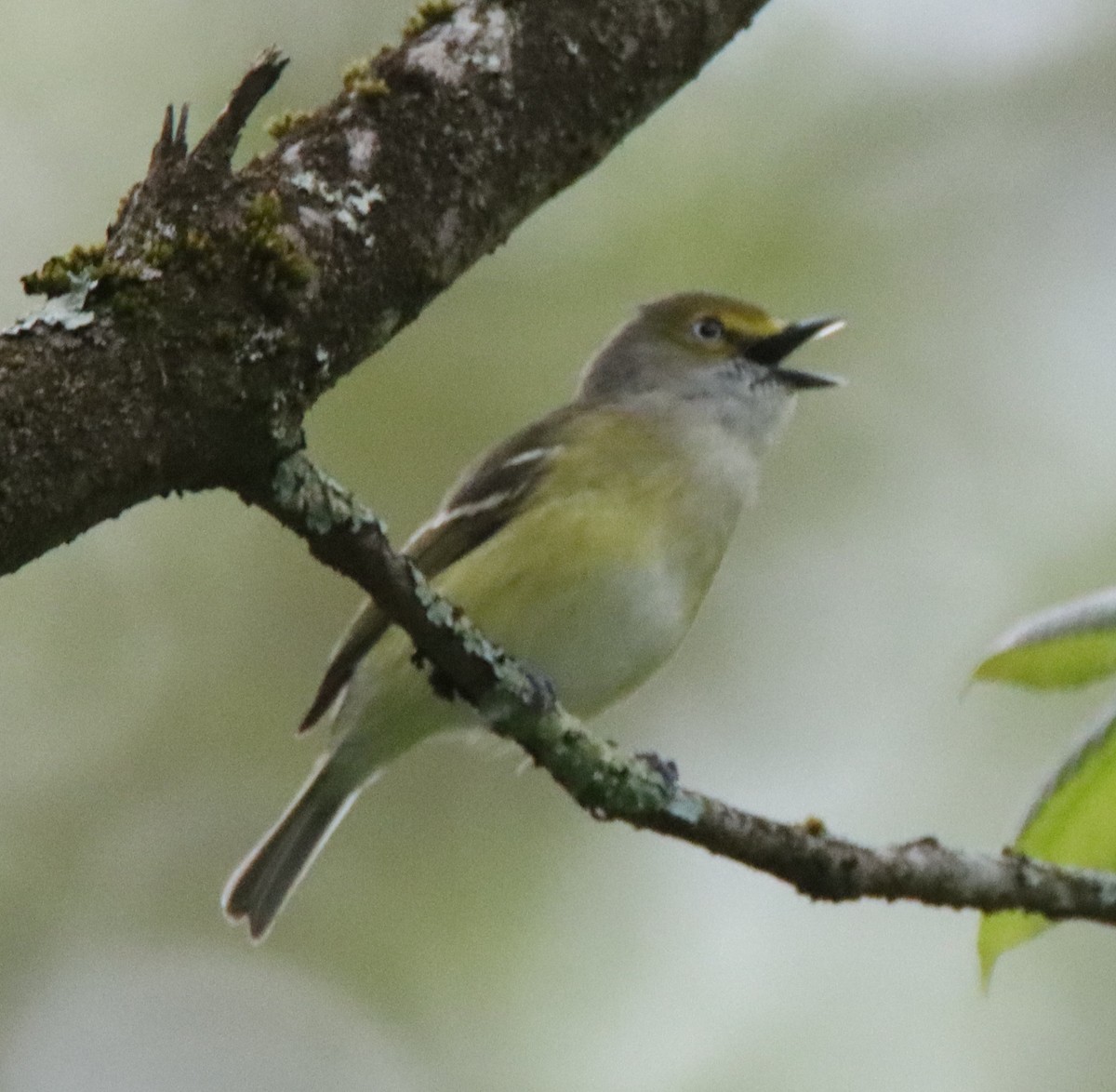 hvitøyevireo - ML444548101