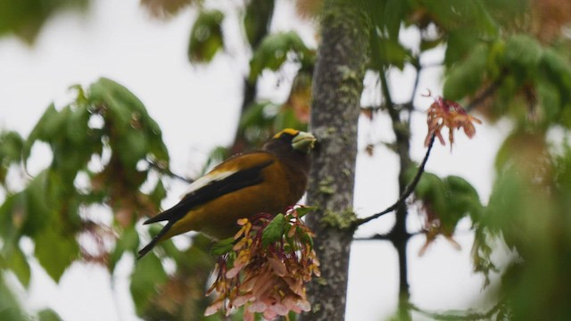 Evening Grosbeak - ML444548331