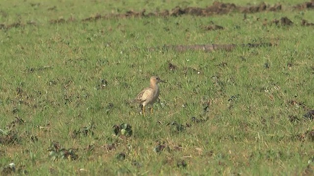 Buff-breasted Sandpiper - ML444548421