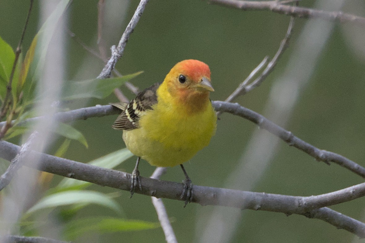 Western Tanager - ML444550101
