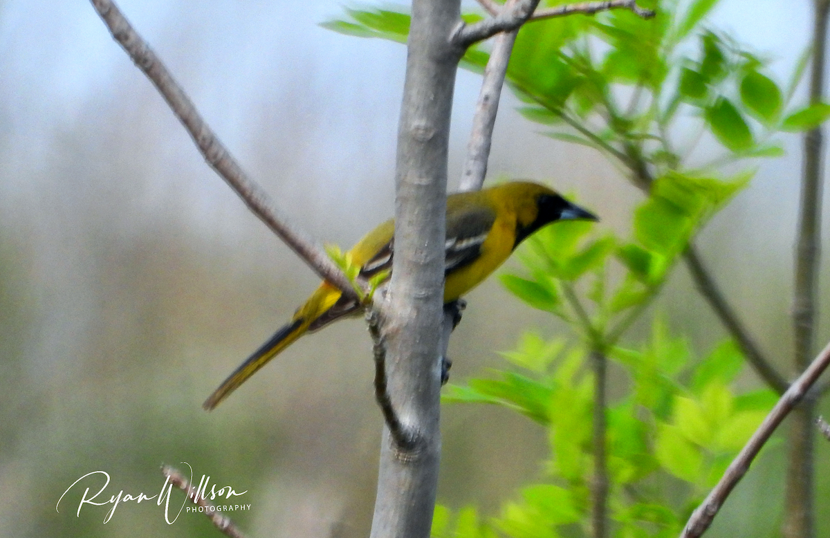 Orchard Oriole (Orchard) - ML444552261