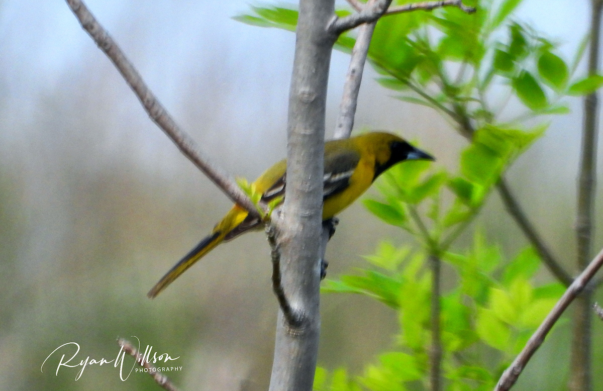 Orchard Oriole (Orchard) - Ryan Willson