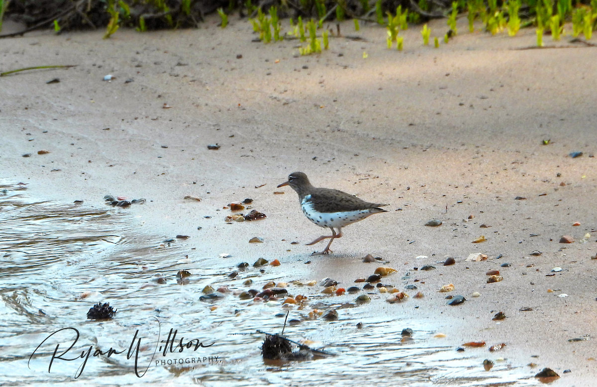 Spotted Sandpiper - ML444553021