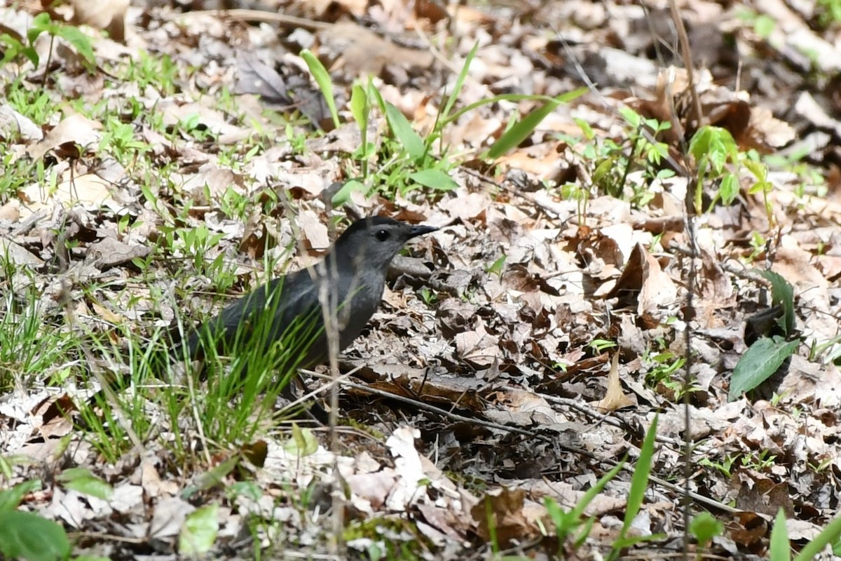 Gray Catbird - ML444554241