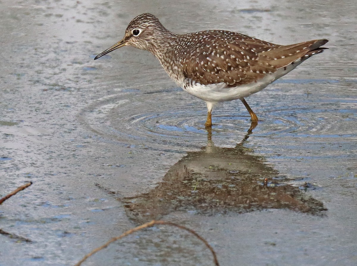 Solitary Sandpiper - Corey Finger