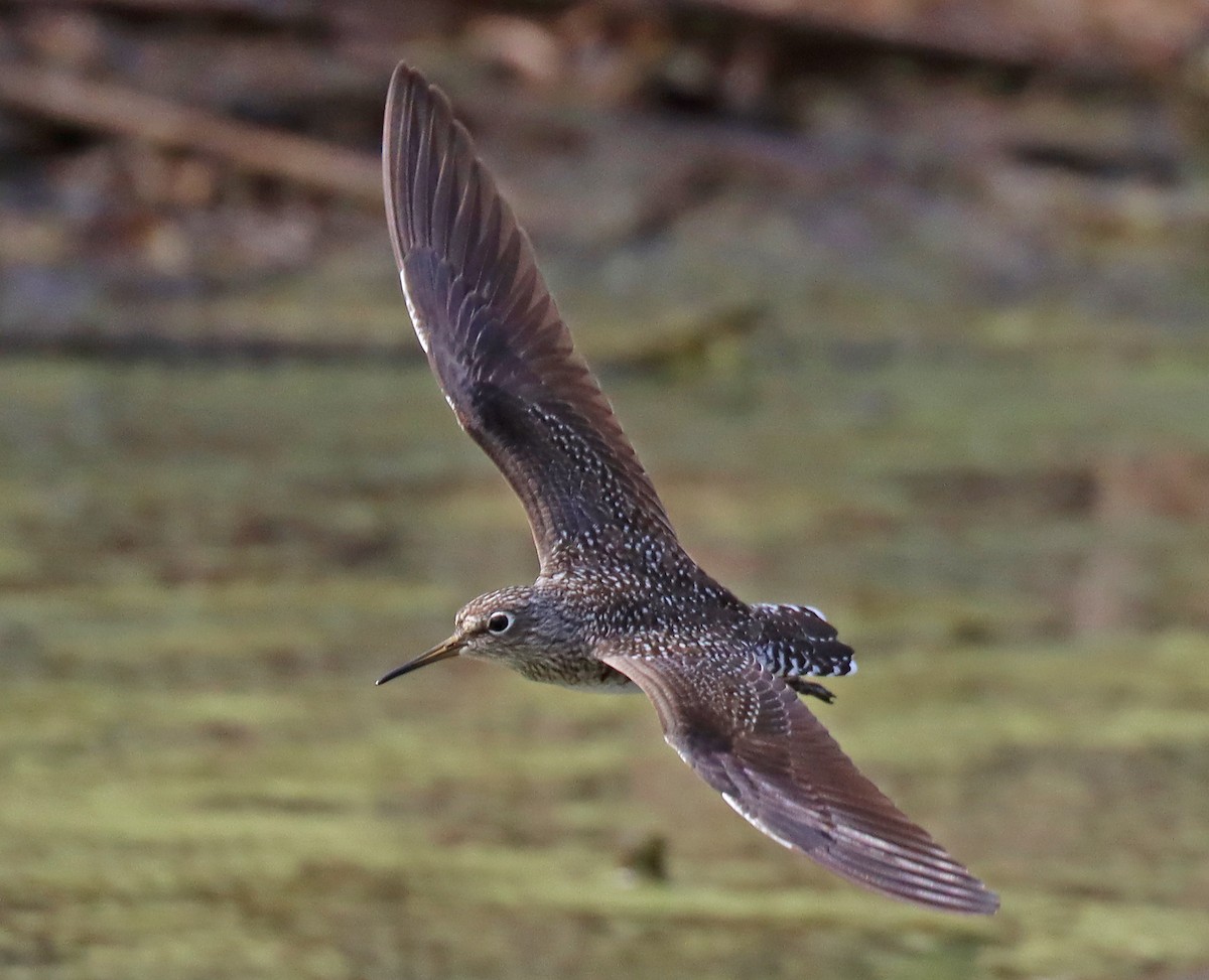 Solitary Sandpiper - ML444554521