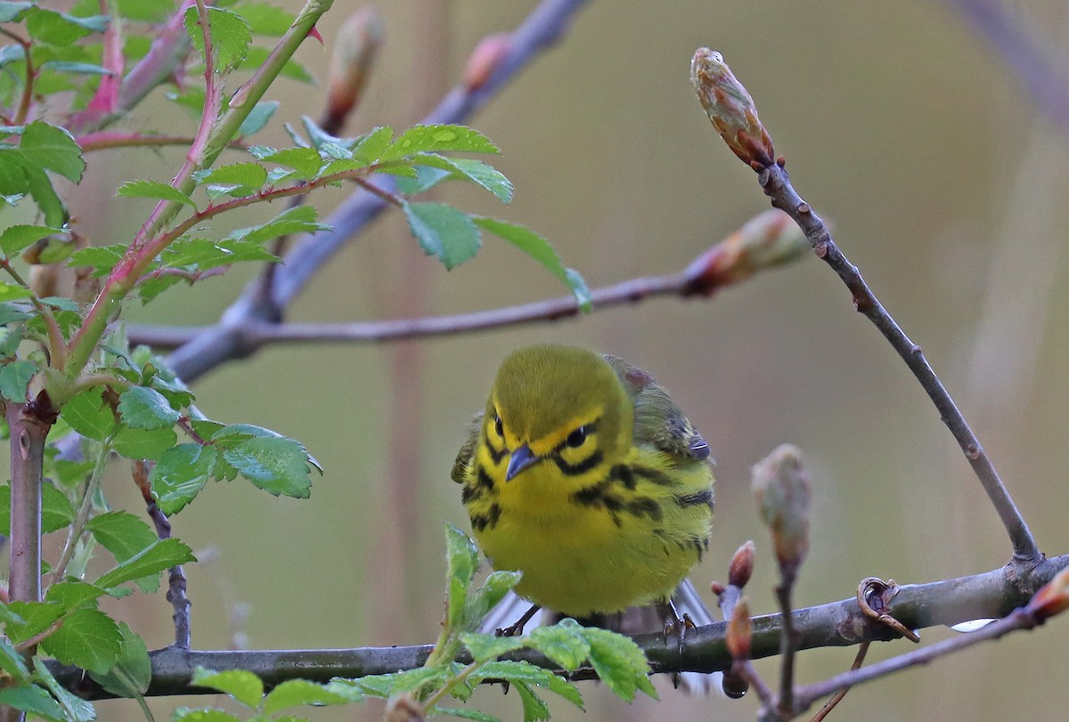 Prairie Warbler - ML444554581