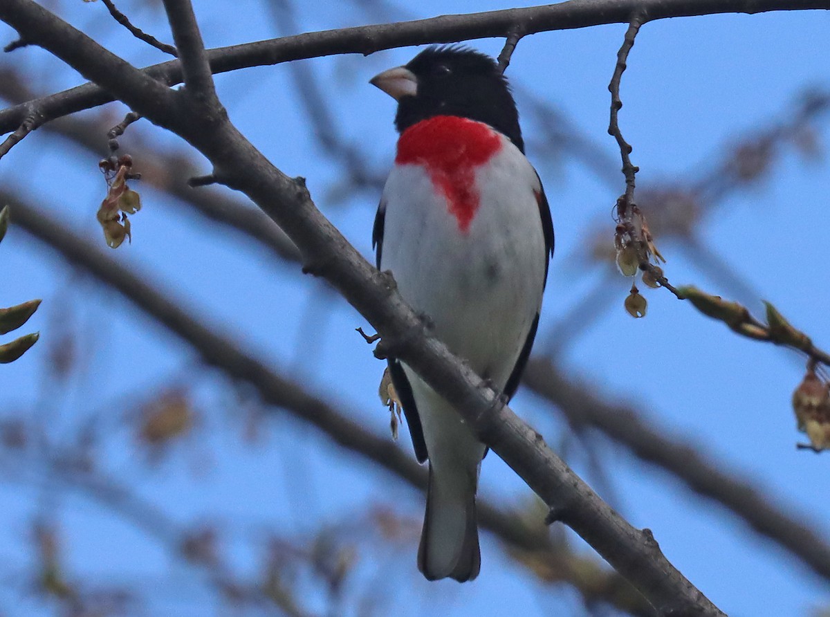 Rose-breasted Grosbeak - ML444554661