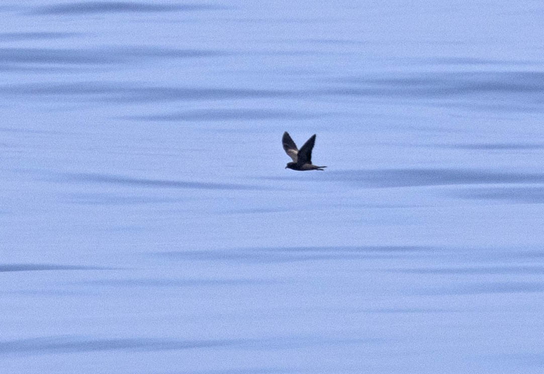 Black Storm-Petrel - ML444555331