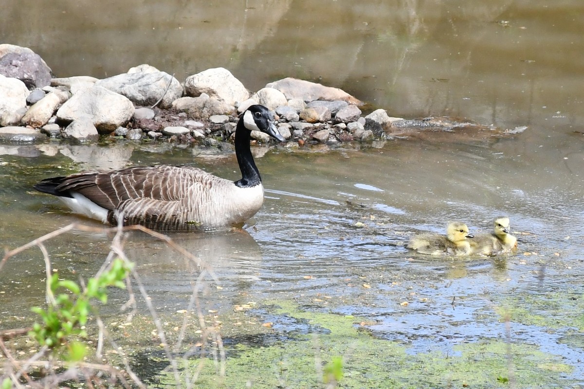 Canada Goose - ML444555561