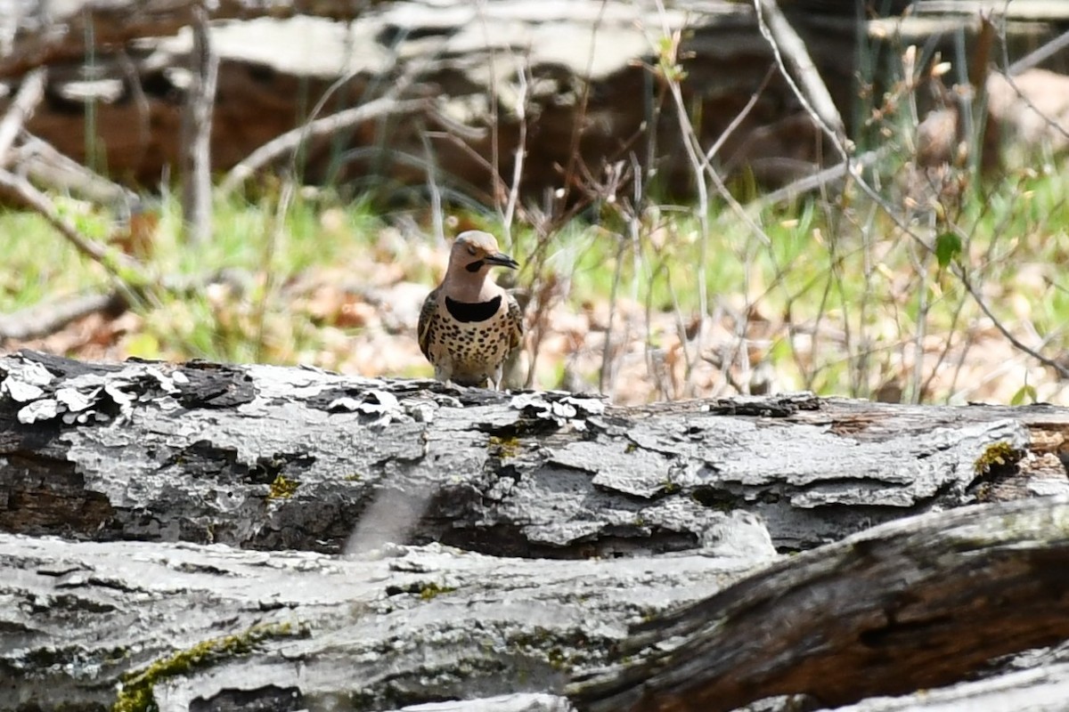 Northern Flicker - ML444555651