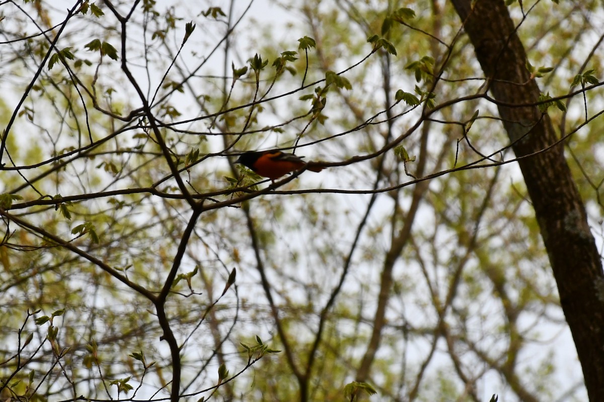 פזאי צפוני - ML444556401