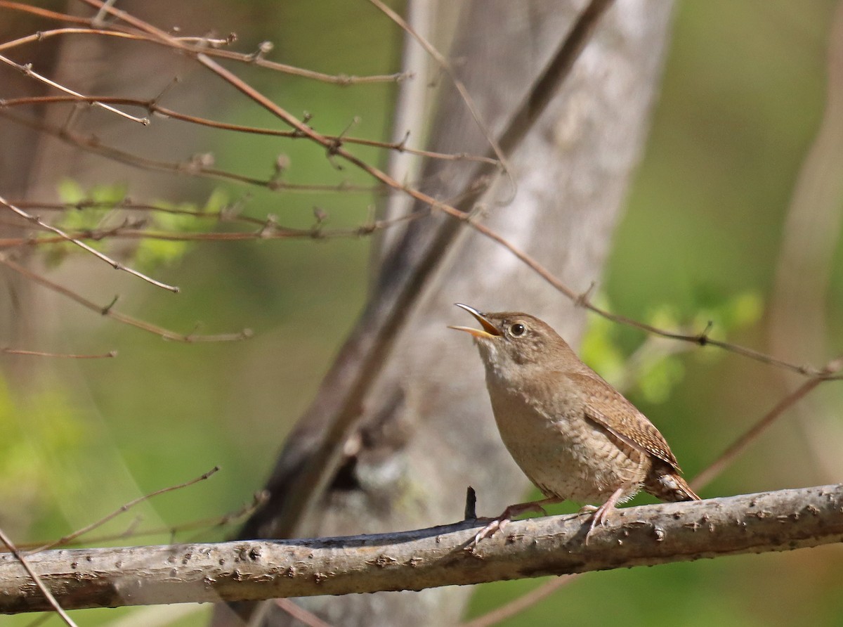 House Wren - ML444557541