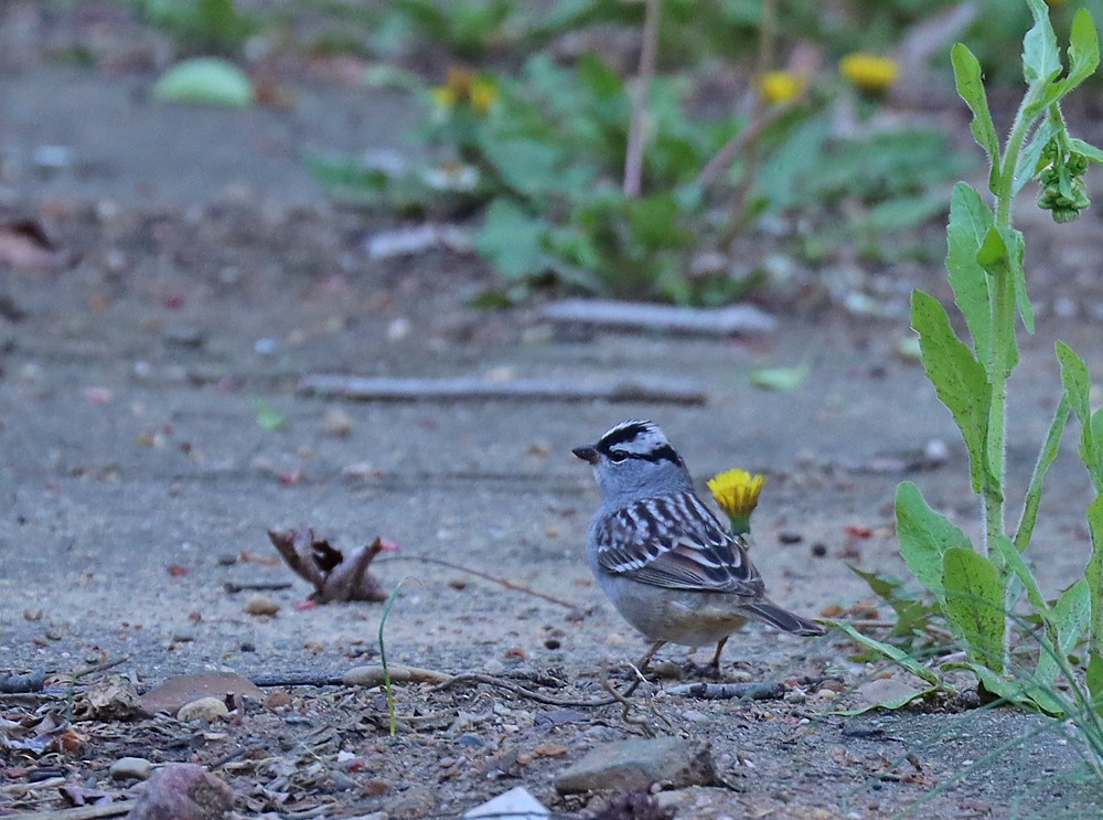White-crowned Sparrow - ML444557731