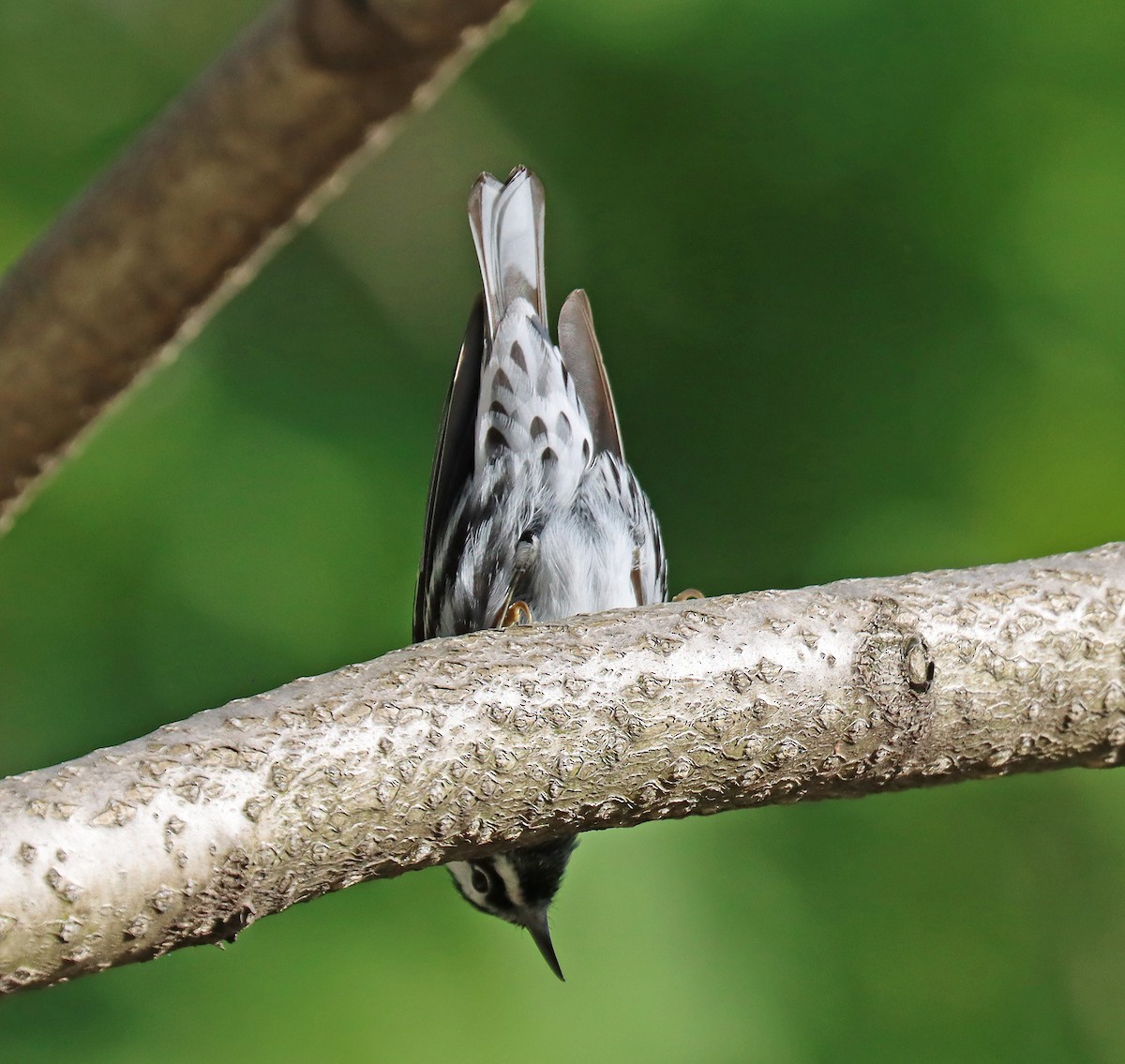 Black-and-white Warbler - ML444557821